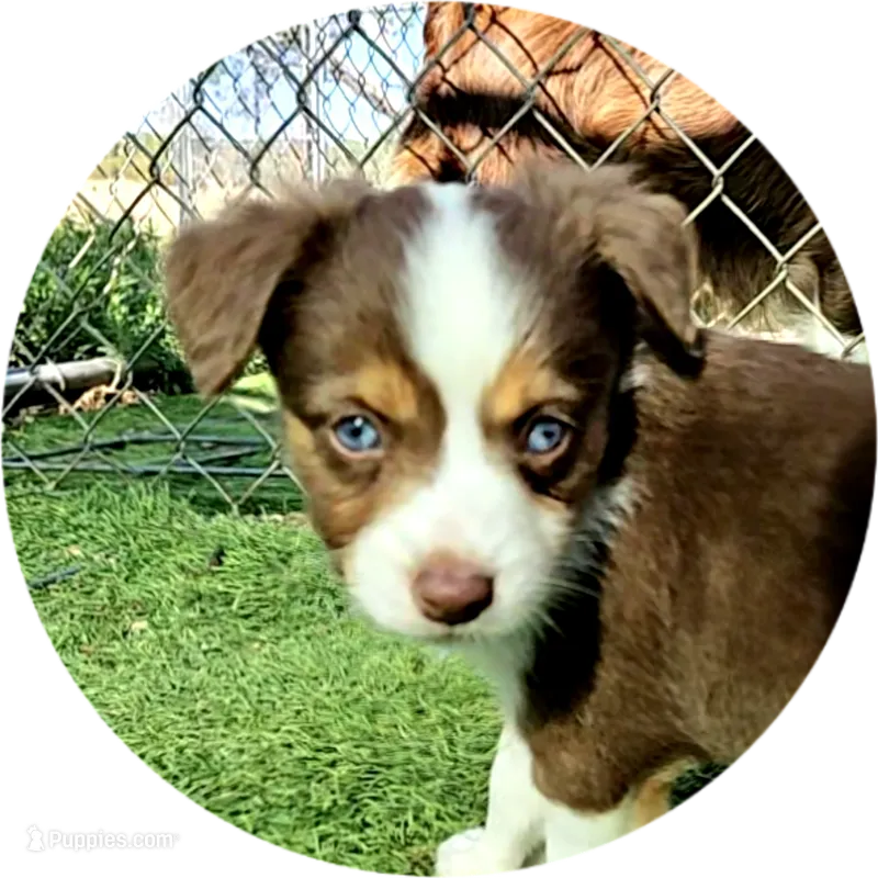 Ryan – Toy Australian Shepherd puppy for sale in Snowflake, AZ