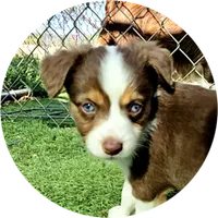 Ryan, a male Toy Australian Shepherd for sale in Snowflake, AZ – 2 of 6