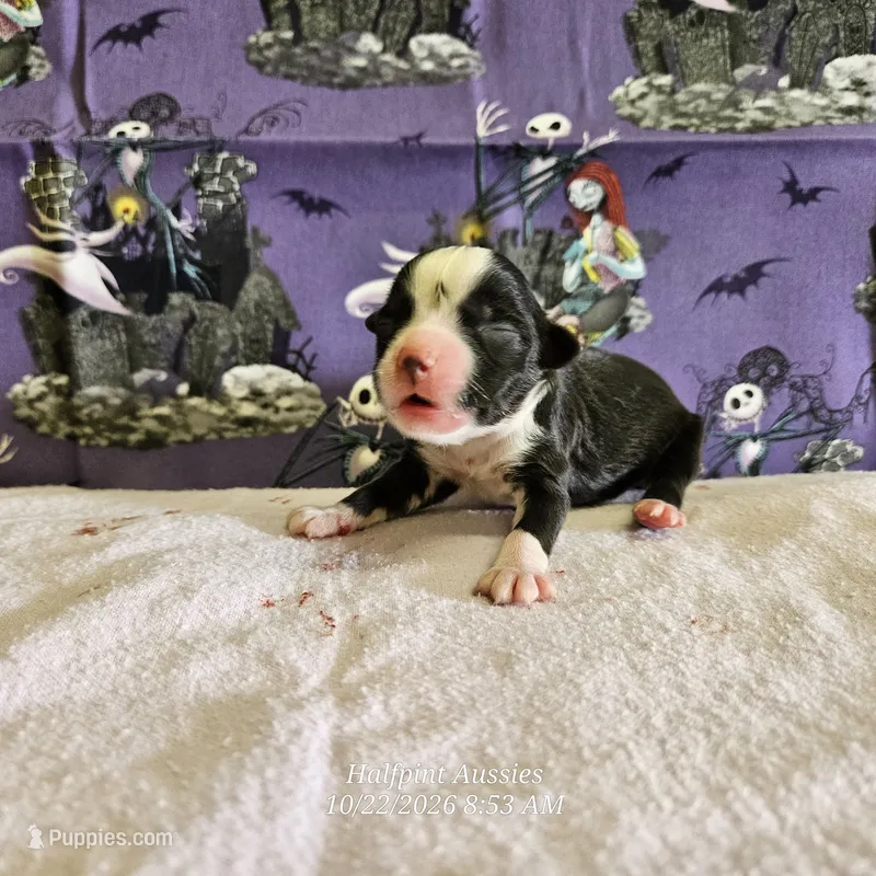 Jinx – Toy Australian Shepherd puppy for sale in Snowflake, AZ