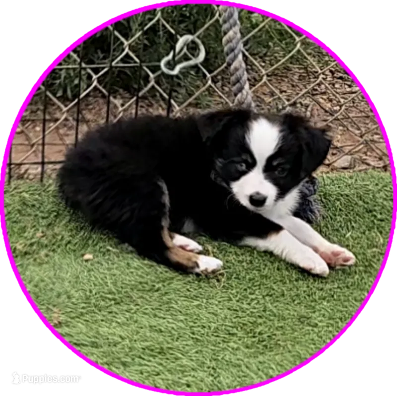 Dawn – Miniature Australian Shepherd puppy for sale in Snowflake, AZ
