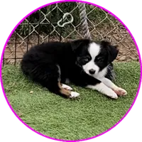 Dawn, a female Miniature Australian Shepherd for sale in Snowflake, AZ – 1 of 7