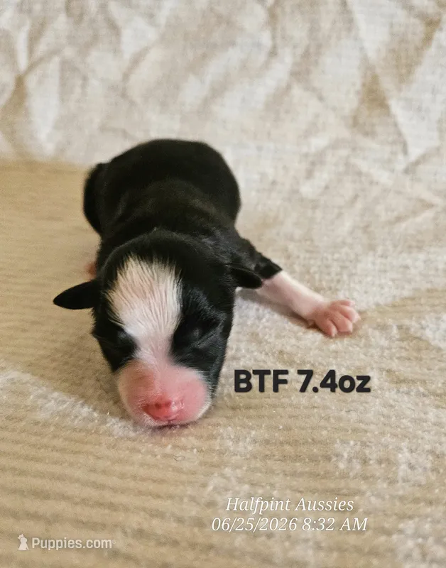 Dawn – Toy Australian Shepherd puppy for sale in Snowflake, AZ