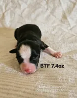 Dawn, a female Toy Australian Shepherd for sale in Snowflake, AZ – 1 of 1