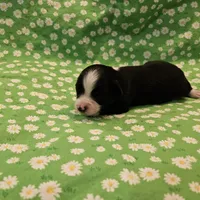 Roxie, a female Toy Australian Shepherd for sale in Snowflake, AZ – 2 of 3