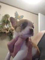 Little Lady, a female Frenchton for sale in DeFuniak Springs, FL – 2 of 5