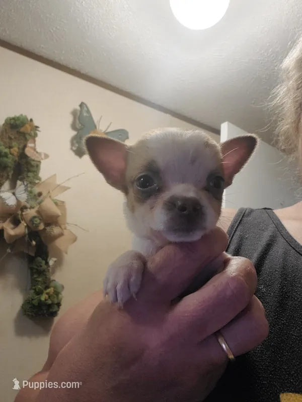 Sweet Pea – Frenchton puppy for sale in DeFuniak Springs, FL