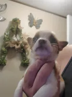 Little Lady, a female Frenchton for sale in DeFuniak Springs, FL – 3 of 5