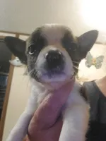 Lil man , a male Pembroke Welsh Corgi and Frenchton for sale in DeFuniak Springs, FL – 2 of 5