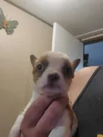 Little Lady, a female Frenchton for sale in DeFuniak Springs, FL – 1 of 5