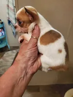 Sweet Pea, a female Frenchton for sale in DeFuniak Springs, FL – 3 of 4