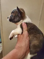 Lil man , a male Pembroke Welsh Corgi and Frenchton for sale in DeFuniak Springs, FL – 5 of 5