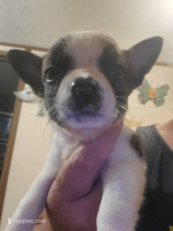 Lil man  – Pembroke Welsh Corgi, Frenchton puppy for sale in DeFuniak Springs, FL