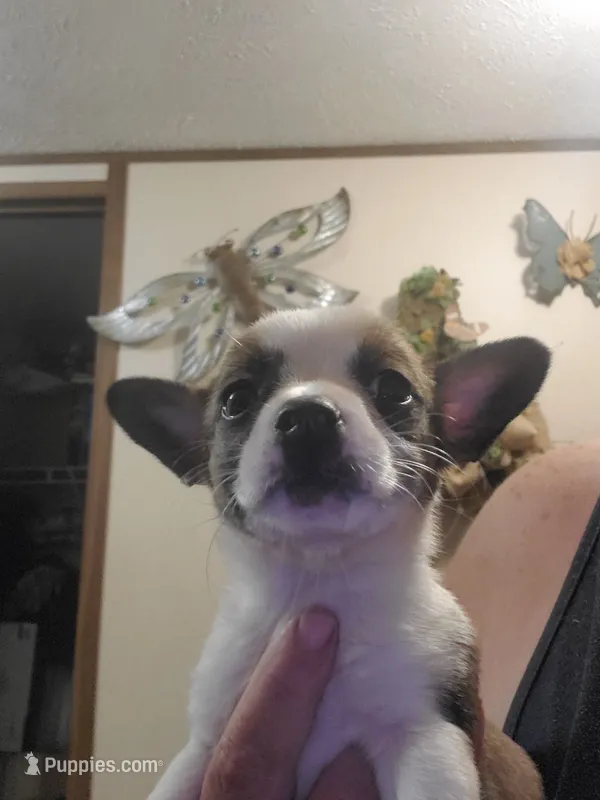 Ruby – Frenchton puppy for sale in DeFuniak Springs, FL