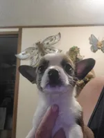 Ruby, a female Frenchton for sale in DeFuniak Springs, FL – 1 of 4