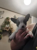 Big Guy, a male Frenchton for sale in DeFuniak Springs, FL – 2 of 5