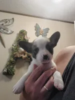 Big Guy, a male Frenchton for sale in DeFuniak Springs, FL – 1 of 5