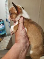 Little Lady, a female Frenchton for sale in DeFuniak Springs, FL – 5 of 5