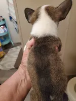 Big Guy, a male Frenchton for sale in DeFuniak Springs, FL – 5 of 5