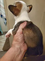 Ruby, a female Frenchton for sale in DeFuniak Springs, FL – 4 of 4