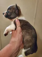 Lil man , a male Pembroke Welsh Corgi and Frenchton for sale in DeFuniak Springs, FL – 4 of 5