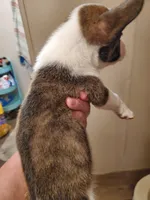 Big Guy, a male Frenchton for sale in DeFuniak Springs, FL – 4 of 5