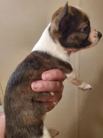 Ruby, a female Frenchton for sale in DeFuniak Springs, FL – 2 of 4