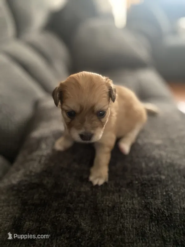 J.P. – Yorkshire Terrier, Poodle - Miniature  puppy for sale in Belleville, NJ