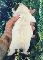 Zeva, a female French Bulldog for sale in Queen Creek, AZ – 3 of 4