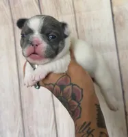 Zeva, a female French Bulldog for sale in Queen Creek, AZ – 8 of 10