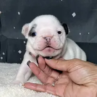 Waylon, a male French Bulldog for sale in Queen Creek, AZ – Photo 2 of 2