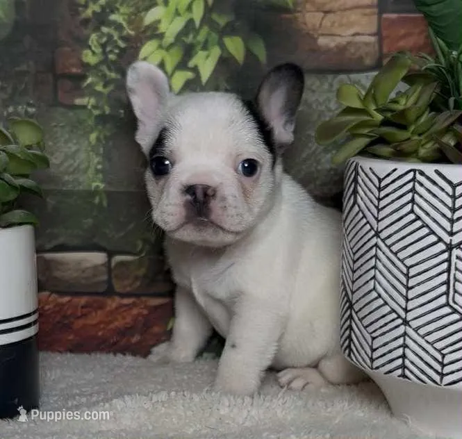 Waylon – French Bulldog puppy for sale in Queen Creek, AZ
