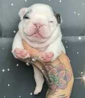 Waylon, a male French Bulldog for sale in Queen Creek, AZ – Photo 1 of 2