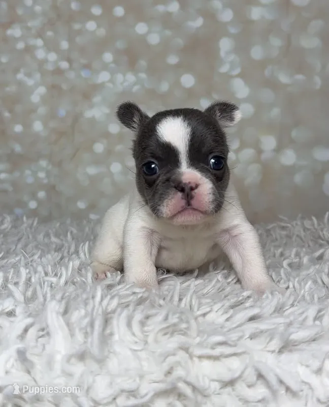Zeva – French Bulldog puppy for sale in Queen Creek, AZ