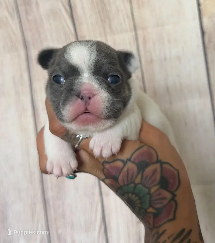 Zeva – French Bulldog puppy for sale in Queen Creek, AZ