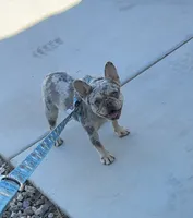 Winter, a female French Bulldog for sale in Queen Creek, AZ – 5 of 6