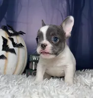Zeva, a female French Bulldog for sale in Queen Creek, AZ – 2 of 10