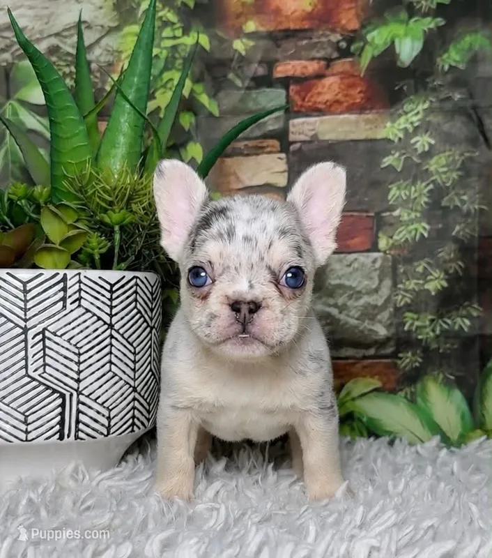 Yolo – French Bulldog puppy for sale in Queen Creek, AZ