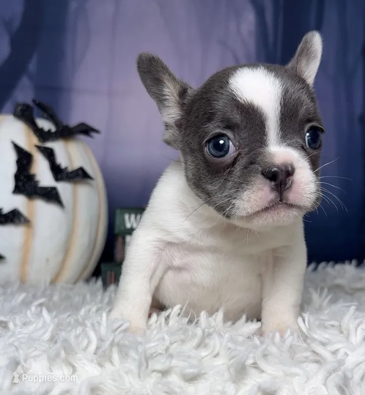 Zeva – French Bulldog puppy for sale in Queen Creek, AZ