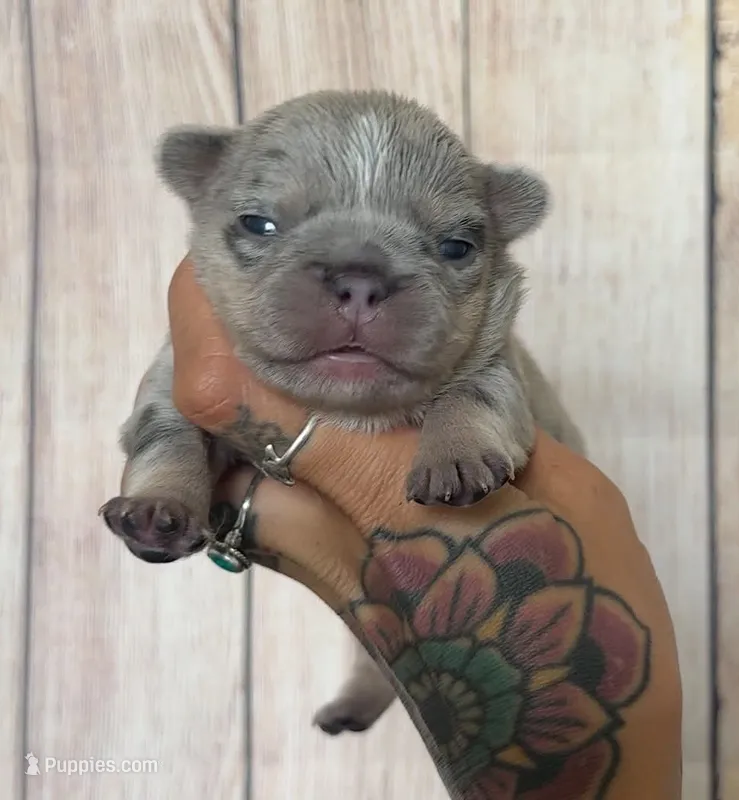 Aurora  – French Bulldog puppy for sale in Queen Creek, AZ