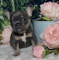 Noelle, a female French Bulldog for sale in Queen Creek, AZ – Photo 5 of 10