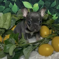 Noelle, a female French Bulldog for sale in Queen Creek, AZ – Photo 10 of 10
