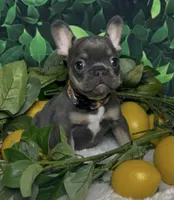 Noelle, a female French Bulldog for sale in Queen Creek, AZ – Photo 3 of 10