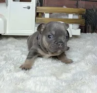 Noelle, a female French Bulldog for sale in Queen Creek, AZ – Photo 8 of 10