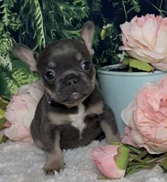 Noelle, a female French Bulldog for sale in Queen Creek, AZ – Photo 4 of 10