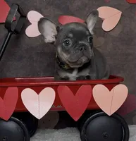 Noelle, a female French Bulldog for sale in Queen Creek, AZ – Photo 2 of 10