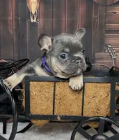 Noelle, a female French Bulldog for sale in Queen Creek, AZ – Photo 7 of 10