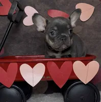 Noelle, a female French Bulldog for sale in Queen Creek, AZ – Photo 1 of 10