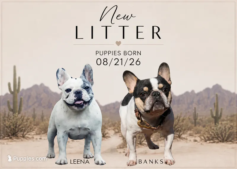 New Litter! – French Bulldog puppy for sale in Queen Creek, AZ