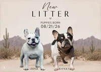 New Litter!, a female French Bulldog for sale in Queen Creek, AZ – 1 of 2