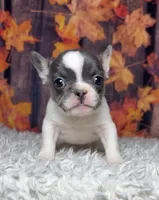 Zeva, a female French Bulldog for sale in Queen Creek, AZ – 4 of 10
